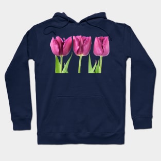 Tulipa  &#39;Showcase&#39;    Double Early Tulip Hoodie